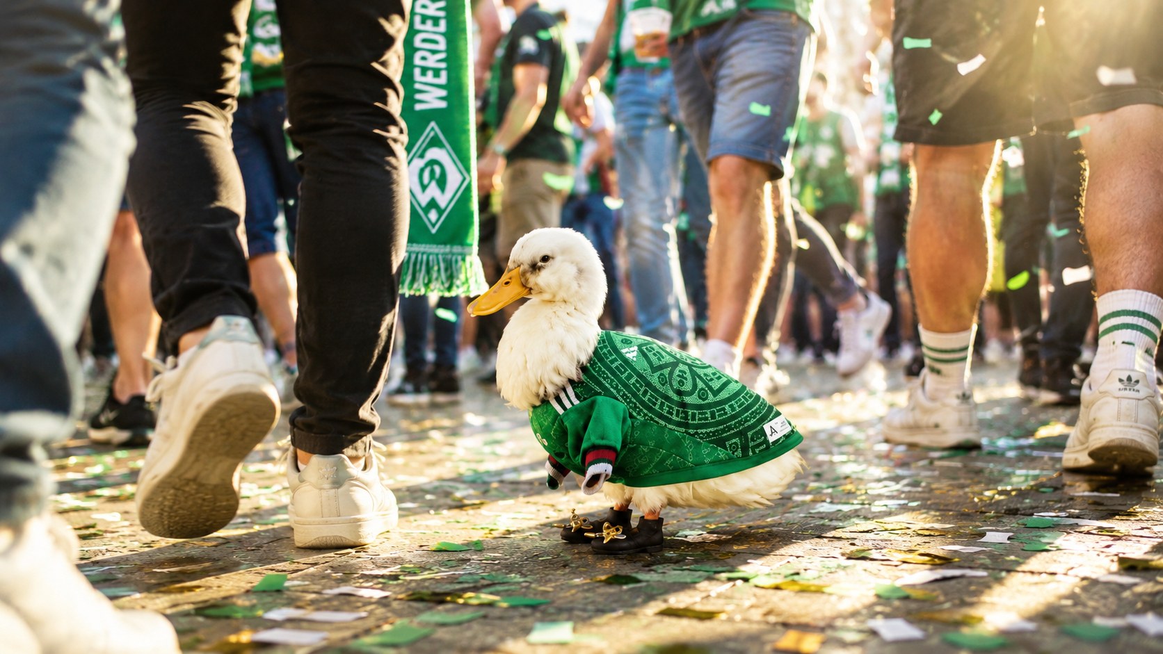 Pato blanco con ropa verde caminando entre aficionados sobre una calle con confeti